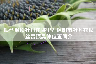 银丝贯顶牡丹在哪里?洛阳市牡丹花银丝贯顶具体位置简介