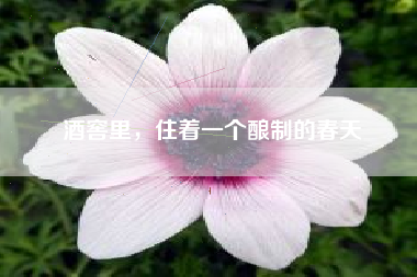 酒窖里，住着一个酿制的春天