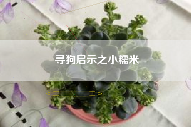 寻狗启示之小糯米
