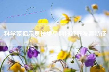 科学家揭示灵长类早期神经胚发育特征