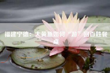 福建宁德：大黄鱼如何“游”回百姓餐桌