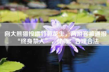 向大熊猫投喂竹笋花生，两游客被通报“终身禁入”，律师：合理合法