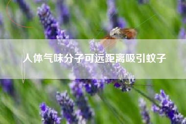 人体气味分子可远距离吸引蚊子