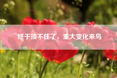 终于顶不住了，重大变化来鸟