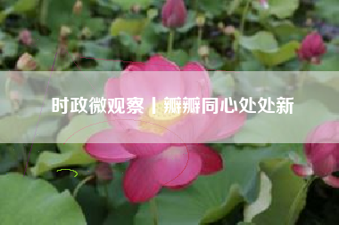 时政微观察丨瓣瓣同心处处新