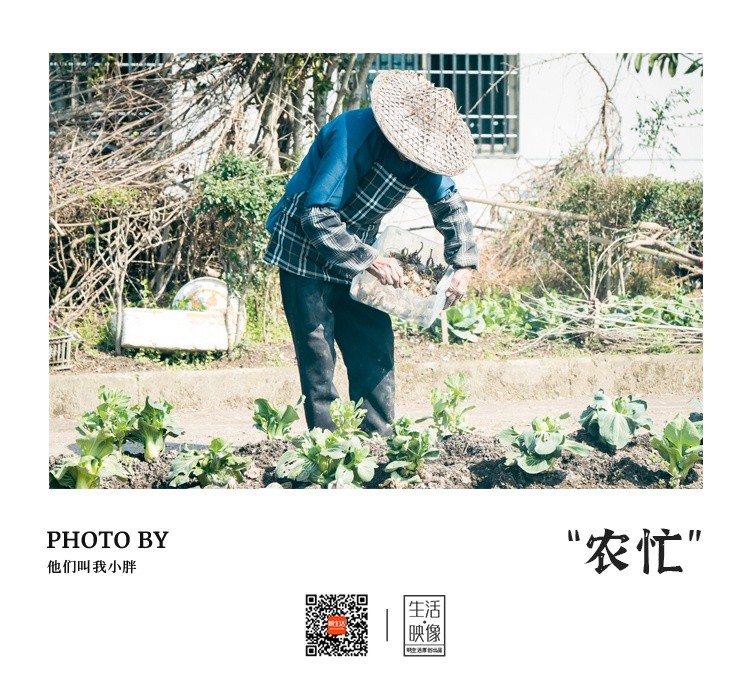【生活·映像】阳光明媚，春日农忙正当时~